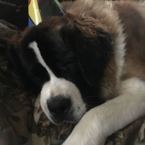 Meet your Posher, Barbara